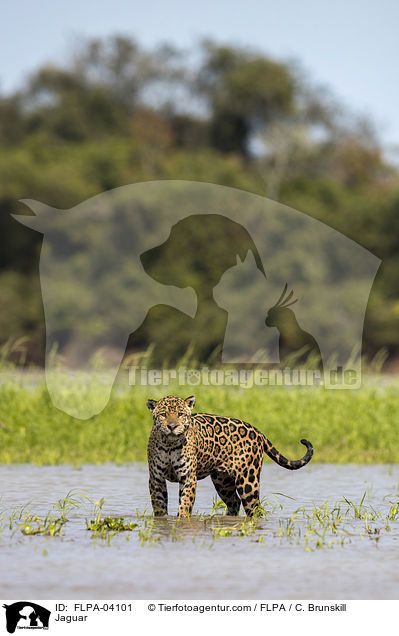 Jaguar / Jaguar / FLPA-04101