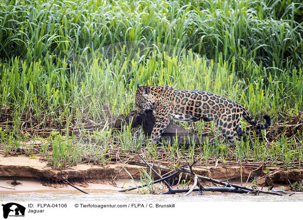 Jaguar / Jaguar / FLPA-04106