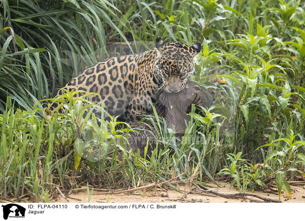 Jaguar / Jaguar / FLPA-04110