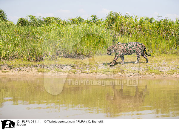 Jaguar / Jaguar / FLPA-04111