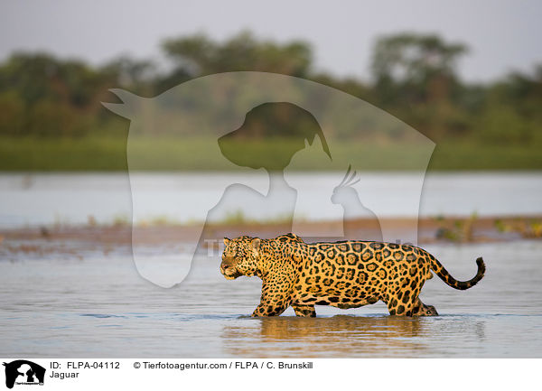Jaguar / Jaguar / FLPA-04112