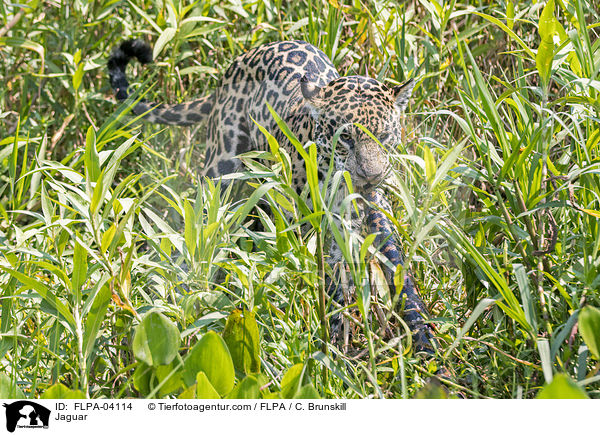 Jaguar / Jaguar / FLPA-04114