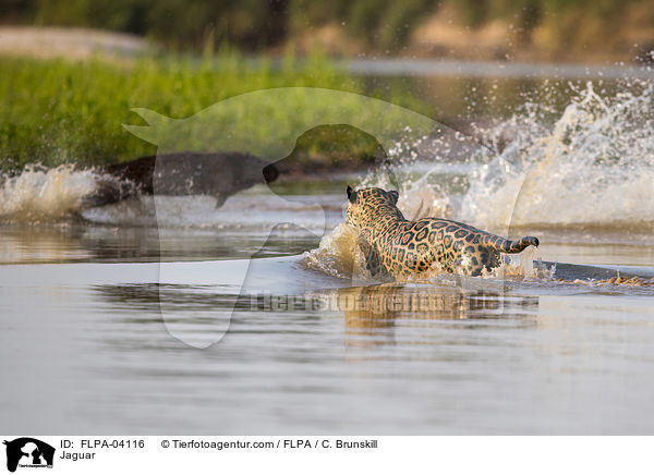 Jaguar / Jaguar / FLPA-04116