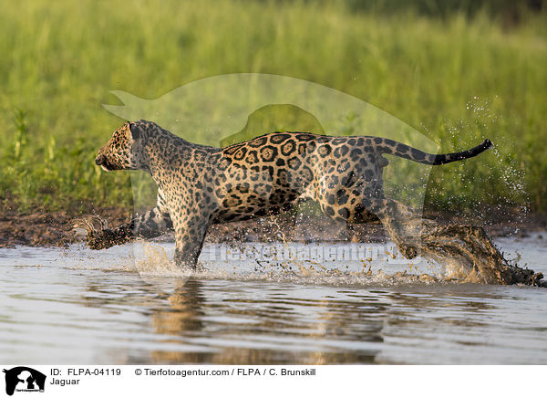 Jaguar / Jaguar / FLPA-04119