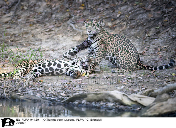 Jaguar / Jaguar / FLPA-04129
