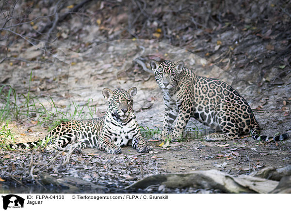 Jaguar / Jaguar / FLPA-04130