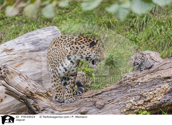 Jaguare / Jaguar / PW-09524