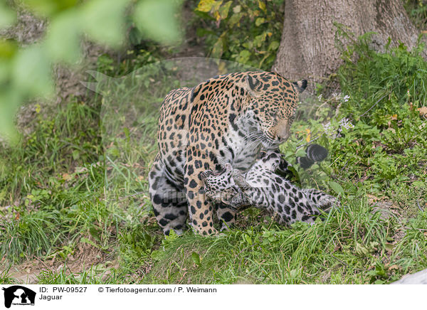 Jaguare / Jaguar / PW-09527