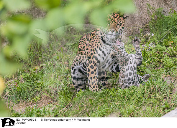 Jaguare / Jaguar / PW-09528