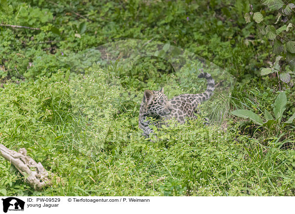 junger Jaguar / young Jaguar / PW-09529