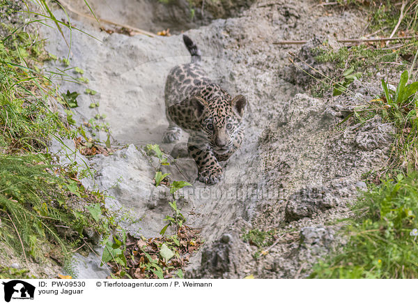 junger Jaguar / young Jaguar / PW-09530