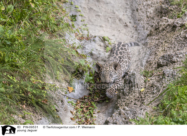 junger Jaguar / young Jaguar / PW-09531