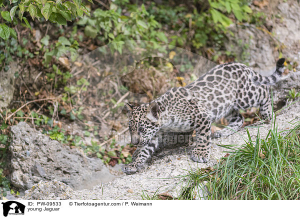 junger Jaguar / young Jaguar / PW-09533
