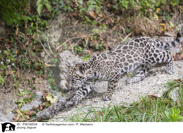junger Jaguar / young Jaguar / PW-09534