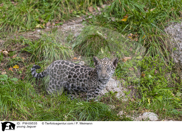 junger Jaguar / young Jaguar / PW-09535