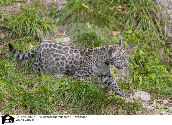 junger Jaguar / young Jaguar / PW-09537