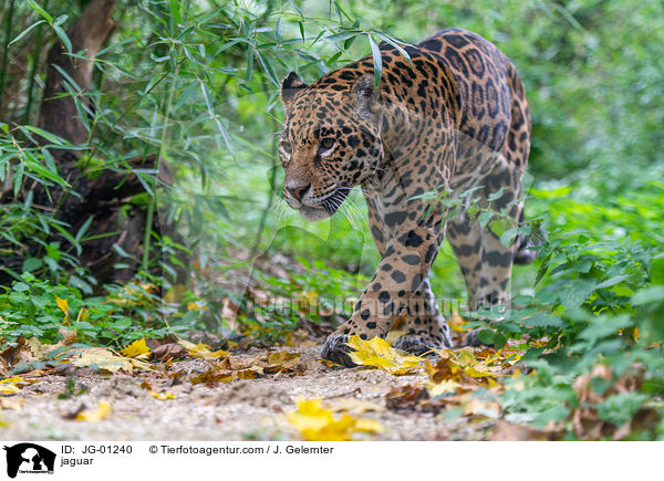 Jaguar / jaguar / JG-01240