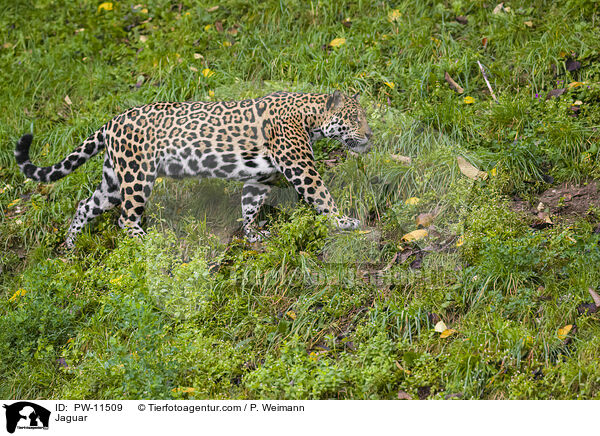 Jaguar / Jaguar / PW-11509