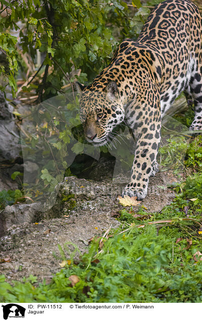Jaguar / Jaguar / PW-11512