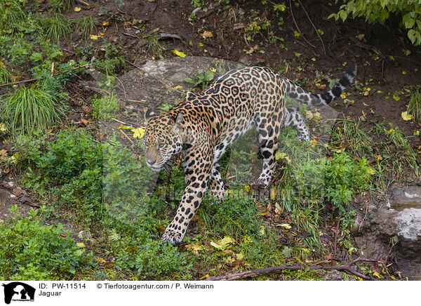 Jaguar / Jaguar / PW-11514
