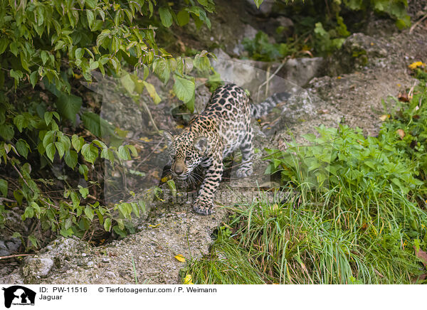 Jaguar / Jaguar / PW-11516