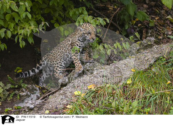 Jaguar / Jaguar / PW-11519
