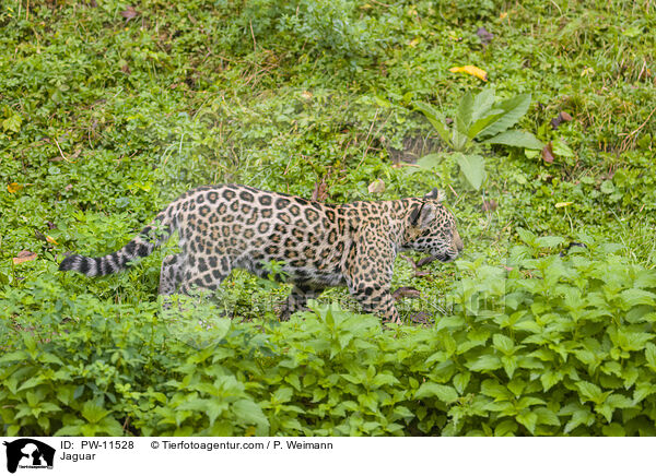 Jaguar / Jaguar / PW-11528