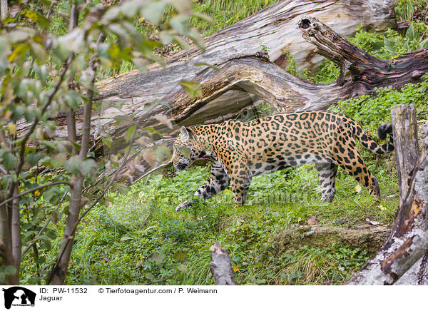 Jaguar / Jaguar / PW-11532