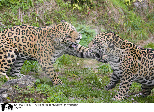 Jaguar / Jaguar / PW-11537