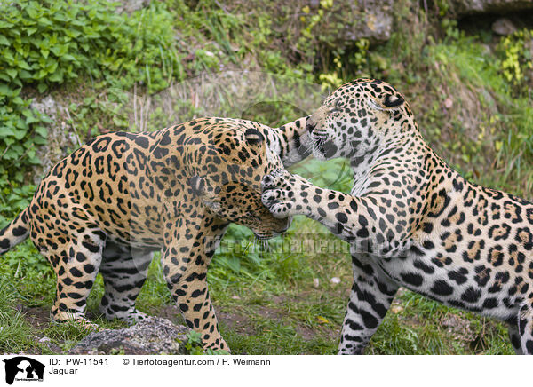 Jaguar / Jaguar / PW-11541
