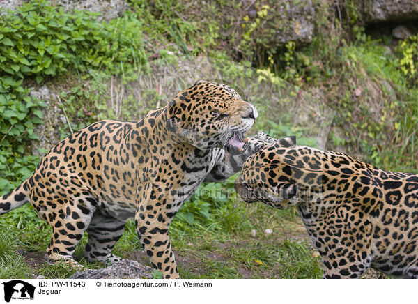 Jaguar / Jaguar / PW-11543