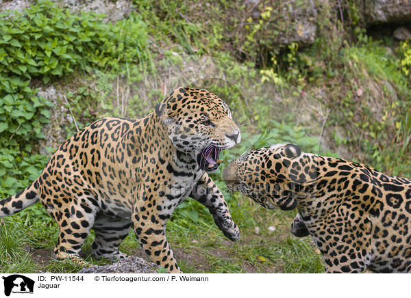 Jaguar / Jaguar / PW-11544