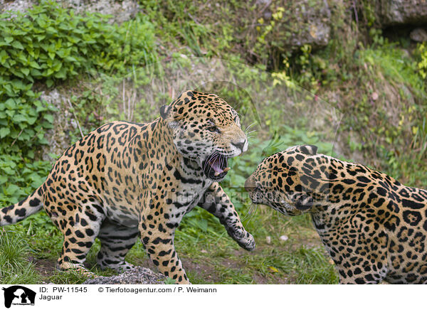 Jaguar / Jaguar / PW-11545