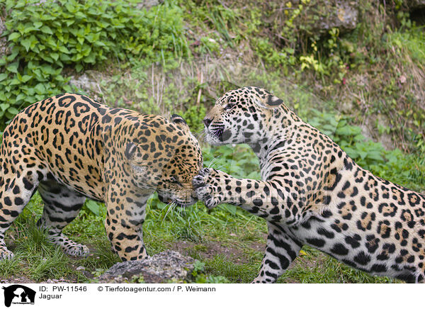 Jaguar / Jaguar / PW-11546