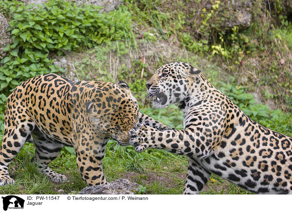 Jaguar / Jaguar / PW-11547