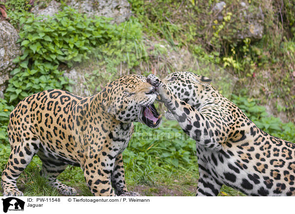 Jaguar / Jaguar / PW-11548