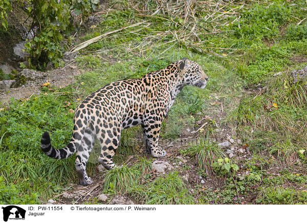 Jaguar / Jaguar / PW-11554
