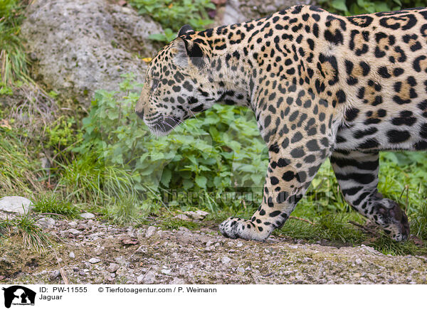 Jaguar / Jaguar / PW-11555