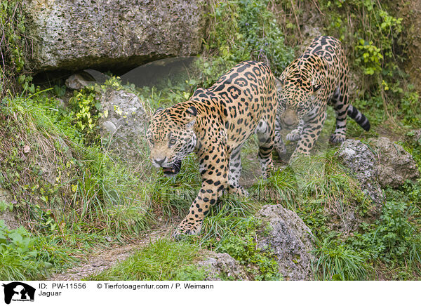 Jaguar / Jaguar / PW-11556