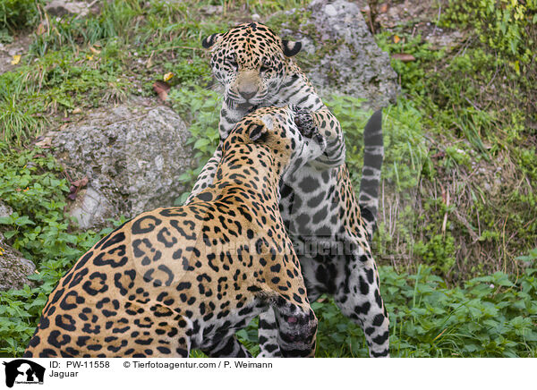 Jaguar / Jaguar / PW-11558
