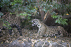 Jaguars