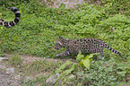 young Jaguar
