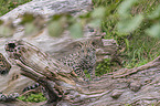 young Jaguar