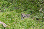 young Jaguar