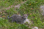 young Jaguar