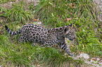 young Jaguar