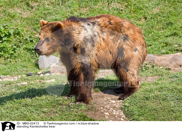 standing Kamtschatka bear / MBS-02413