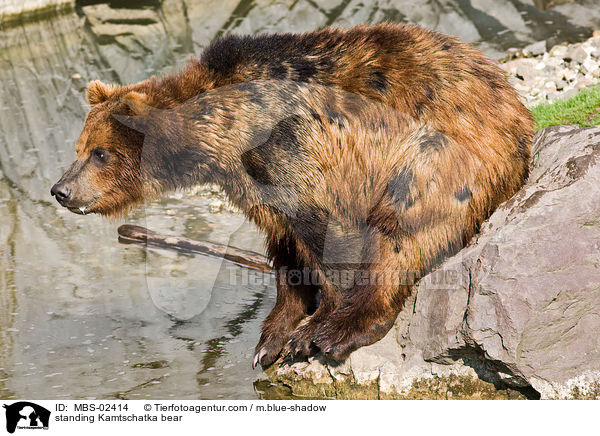 standing Kamtschatka bear / MBS-02414