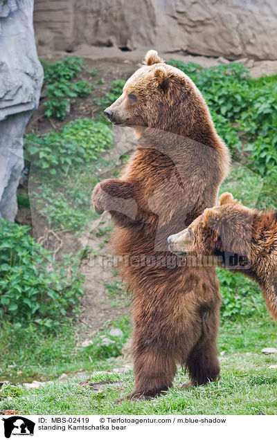 stehender Kamtschatkabr / standing Kamtschatka bear / MBS-02419