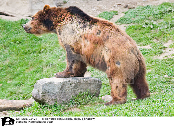 standing Kamtschatka bear / MBS-02421